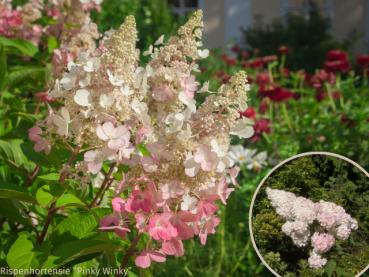 Rispenhortensie Pinky Winky Hydrangea paniculata